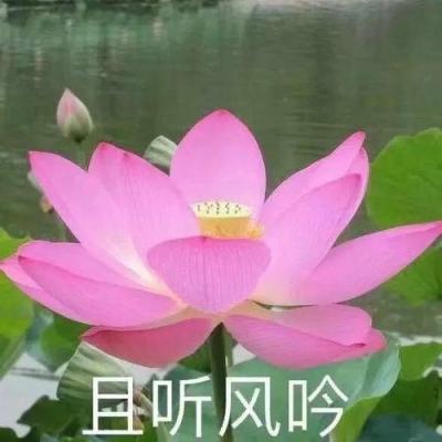 球球英雄taptap游戏下载